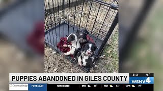 Puppies found caged, abandoned near electrical boxes in Tennessee