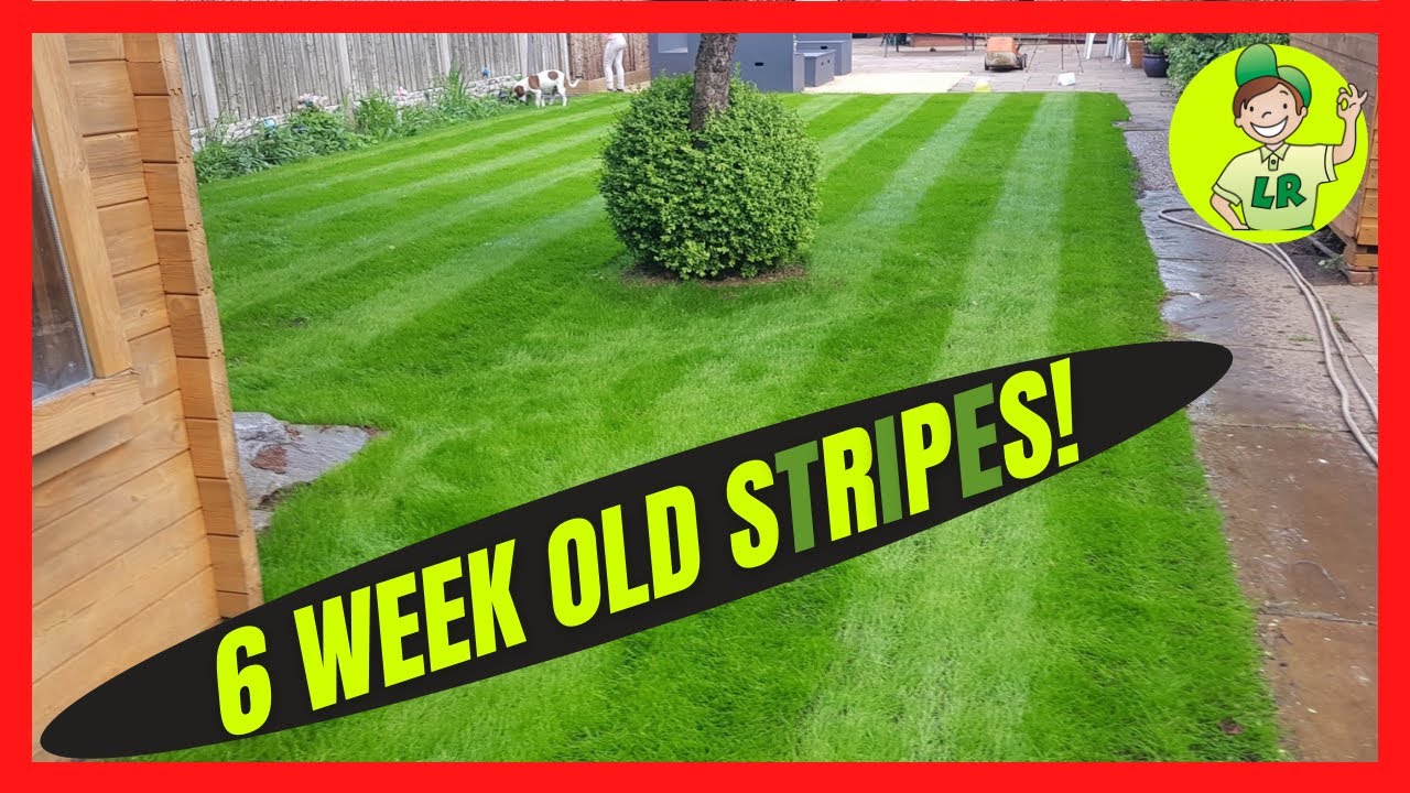 How to stripe your new lawn (6 weeks after renovating) YouTube