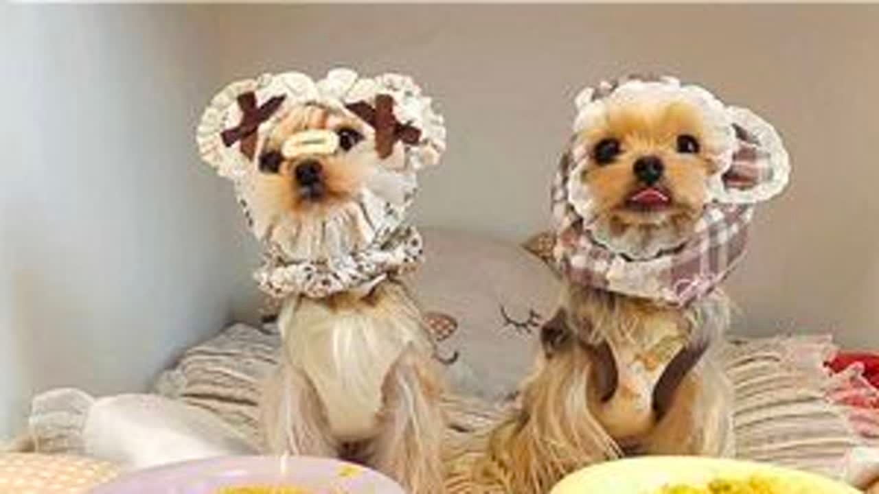 一起云养狗❗️体验早晨养两只约克夏都做什么❗️有了他们生活多了许多乐趣#第一视角养狗 #vlog十亿流量扶持计划 #vlog日常 #养狗日常 #养狗经验分享