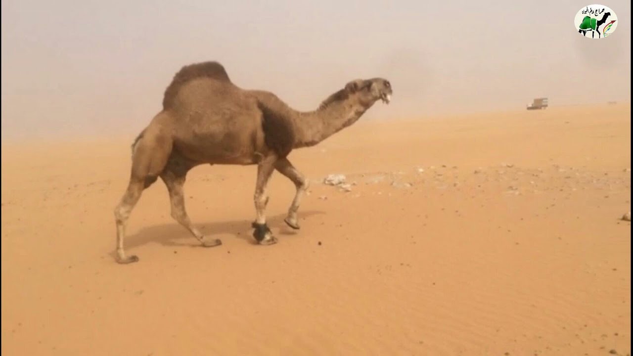 بعير المغتر منتج للبيع التفاصيل تم البيع Youtube