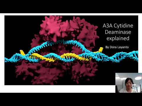 Vidéo: Que fait la désaminase ?