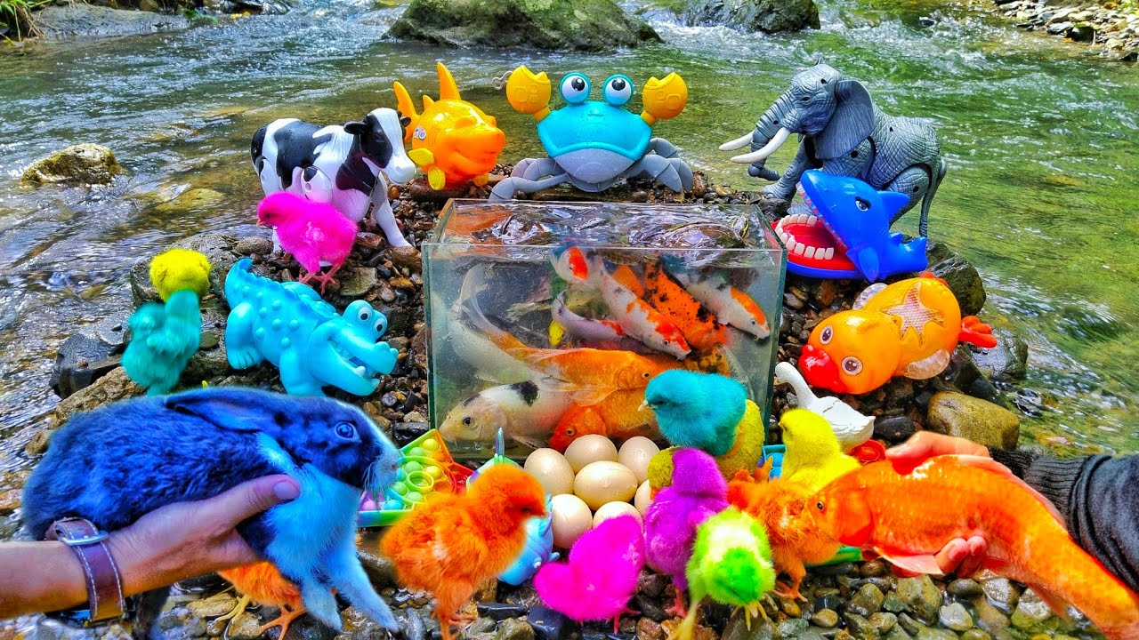 Wow! Catching ornamental fish in rivers, turtles, real sharks, ducks ...