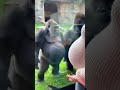 Pregnant Gorilla Reacts to Pregnant Woman — Stunning Motherhood Moment!”