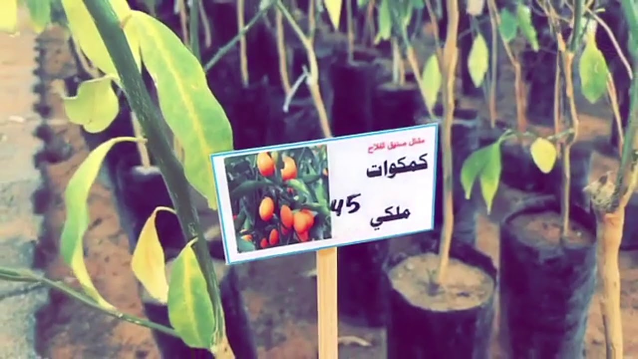 مشتل صديق الفلاح .. محافظة الرس