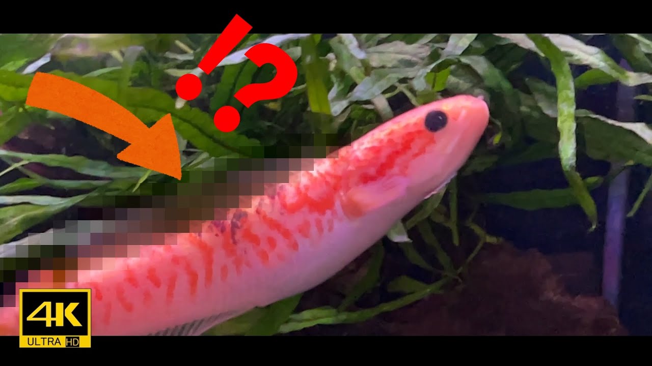 その2【ゴールデンレッドギャラクシーコウタイがどえらいこっちゃに