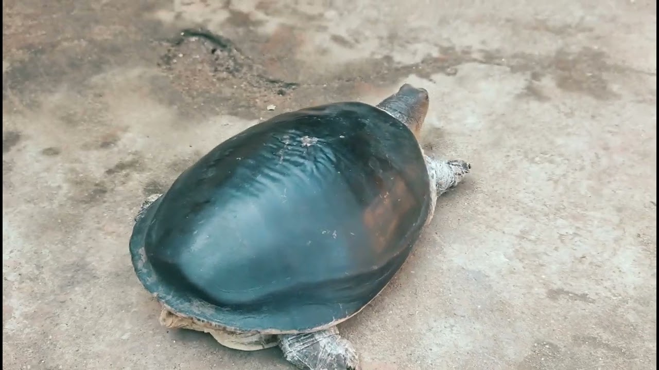 Cute tortoise 🐢🐢 playing