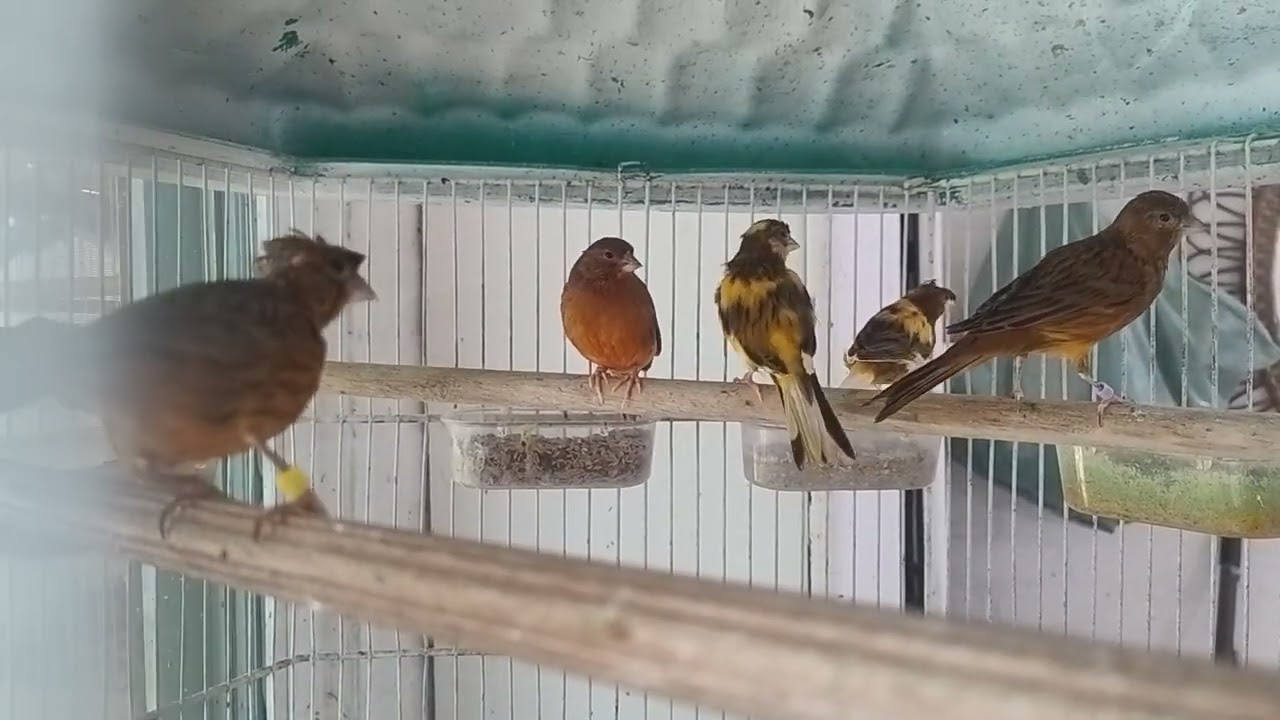 CANARIOS PRONTOS PARA VENDAS