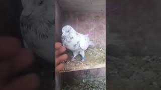 #birds #parrot #bird #bird #pigeon #kabootarba #kabootarba #kabootar #kabootar #viruls #viruls #indi