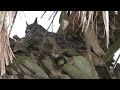 Great Horned Owl on nest