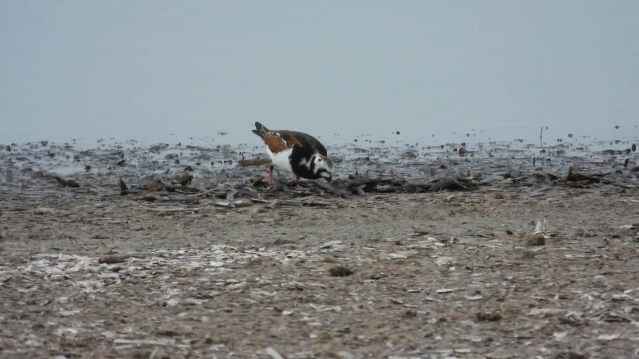 Ruddy Turnstone, Voltapietre (Arenaria interpres)