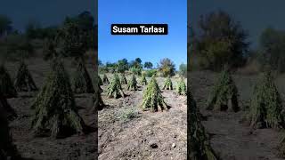 Tarlanın Taşı Çokmuş Bu Sene De Böyle Oldu Susam Tarlası 🍃🌿💚