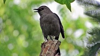 Gray Catbird Mewing - June 25, 2013