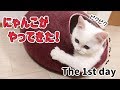 猫との生活のはじまり