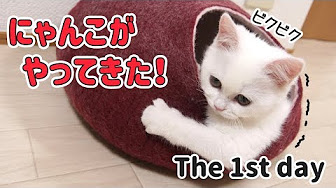 ポムさんがひとりっ子だった頃の動画をまとめています
