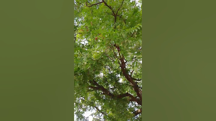#neem tree#nature nice locationforsummer season enjoy the nature utilize the tree# save the trees