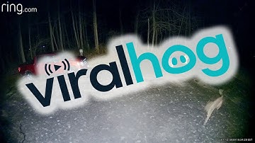 Weird, Unidentified Lights Fill Night Sky || ViralHog