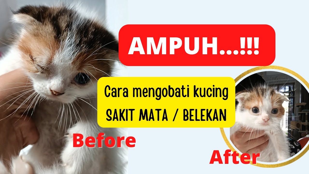 AMPUH!!! CARA MENGOBATI KUCING SAKIT MATA / BELEKAN 