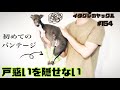 戸惑うイタグレが可愛すぎた【初めてのバンテージ】Italian Greyhound