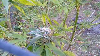 frosty buds
