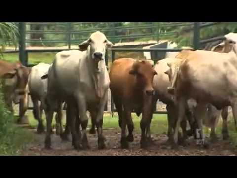 cattle industry