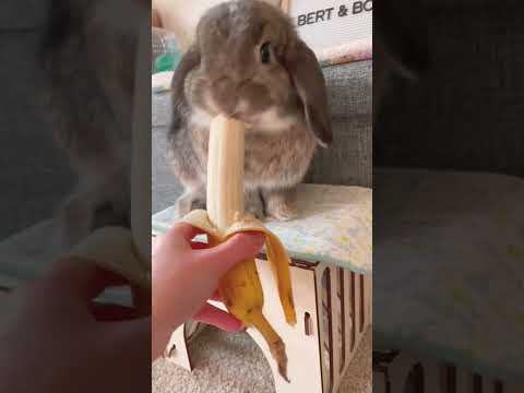 Cute Bunny Eating Banana 🥺