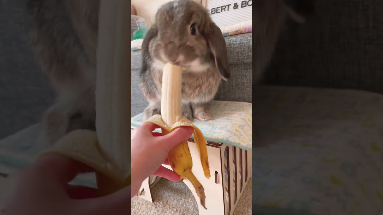 Cute Bunny Eating Banana 🥺