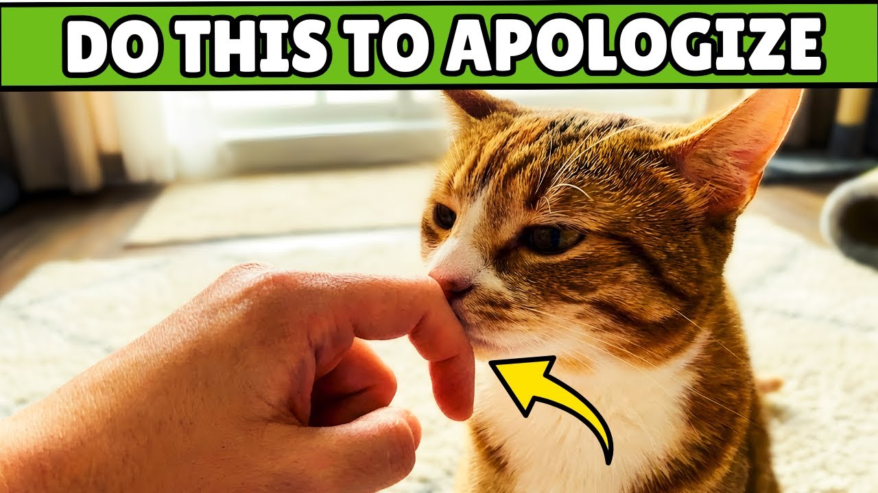 5 Hand Gestures Cats Understand as “I’m Sorry” - YouTube