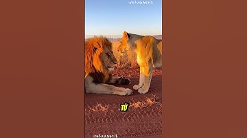 Sư Tử Cái Tát Sư Tử Đực Vì Đánh Con #thếgiớiđộngvật