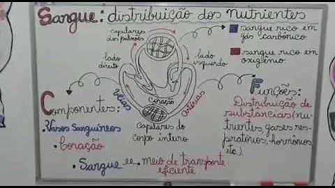 Que parte do corpo humano realiza a distribuição dos nutrientes pelo corpo?