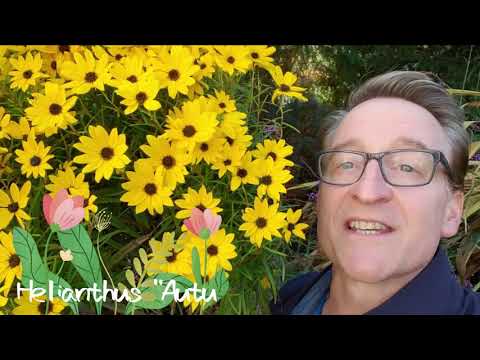Video: Autumn Flowering Of Plants. Continuation