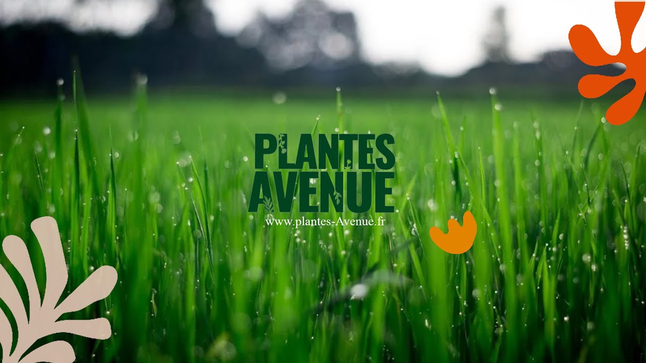 Choisya dewitteana Little Bee® 'AP CG001' by plantes avenue