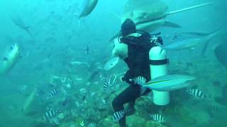 5 m TIGERSHARK almost bites divers head off in Fiji