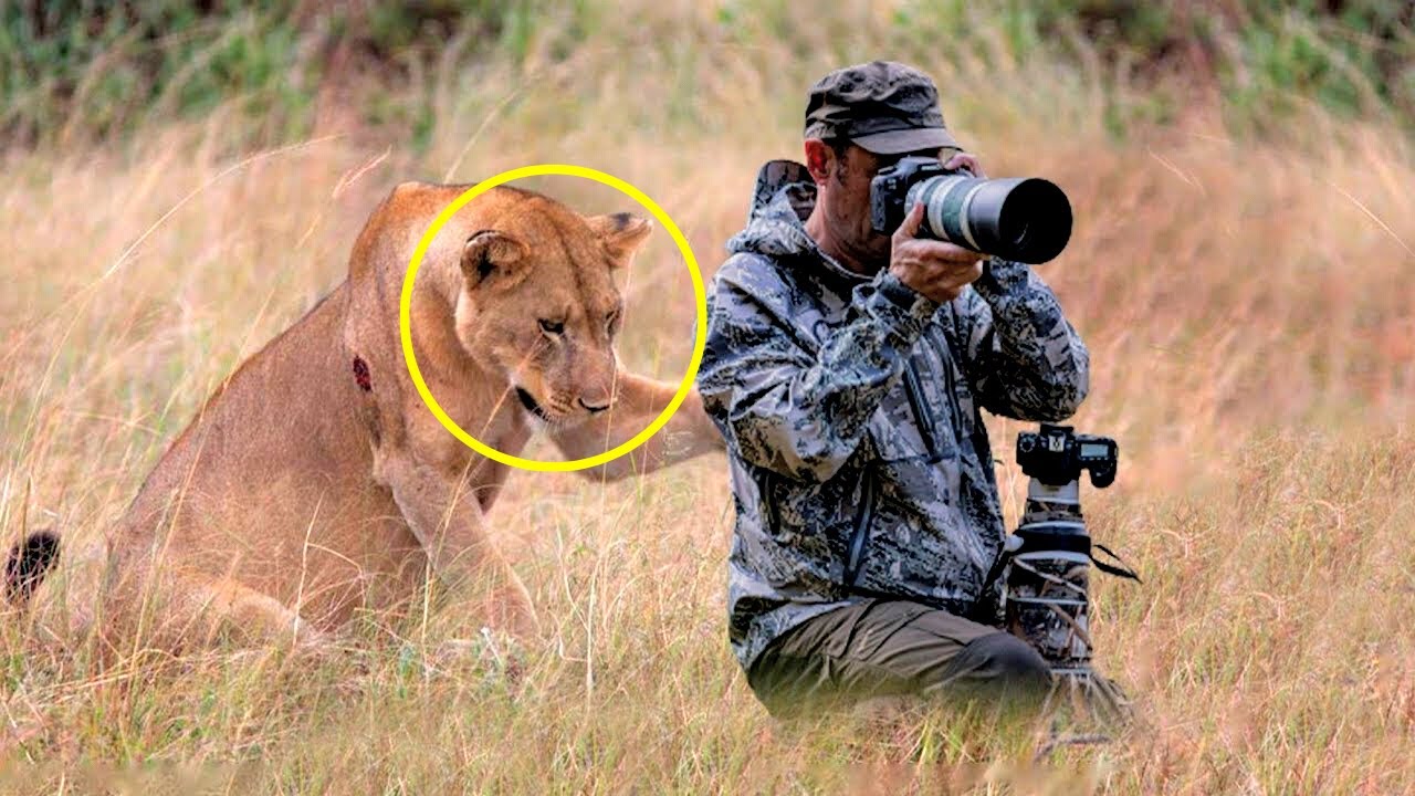 Lioness Asks a Photographer For Help, The Reason Shocked Him!