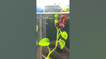 Cây và cá #cacanh #thegioibetta #betta #xuhuong