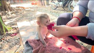 Mama give baby Monkey eat fruit