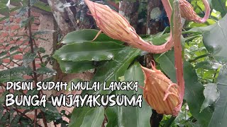 Download Lagu BUNGA WIJAYAKUSUMA DISINI SUDAH MULAI LANGKA MP3