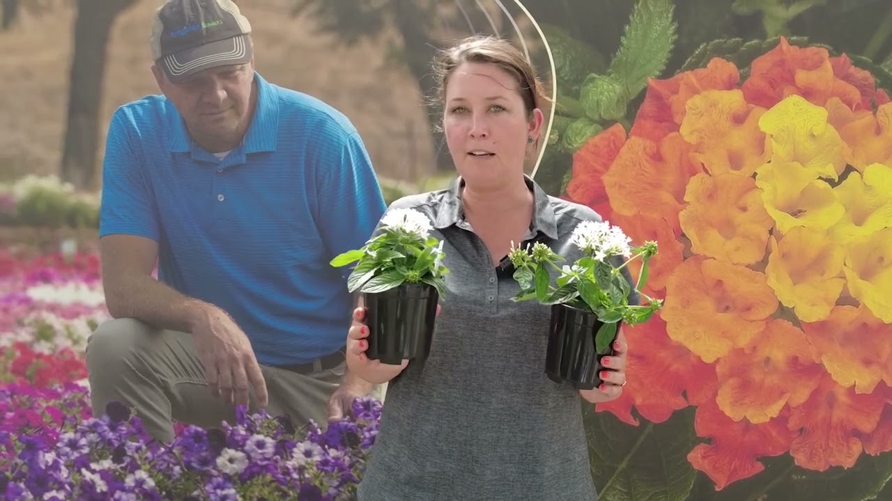 Beehive Spreading Pentas | CAST 2022