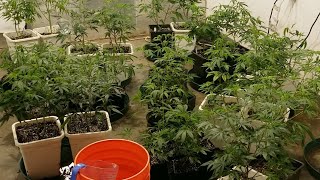 Garden Update: Feeding Plants and Pest Control Documentary