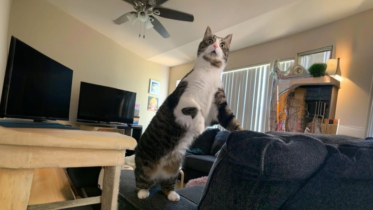 Странные коты — настоящие комики! 🤣 Смешное кошачье ТВ