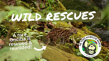 WILD RESCUES: Oncilla is Released Back into the Wild!