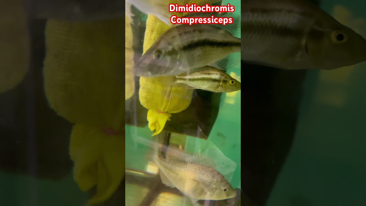 Цихлида нож. Что-то будет…. ) 