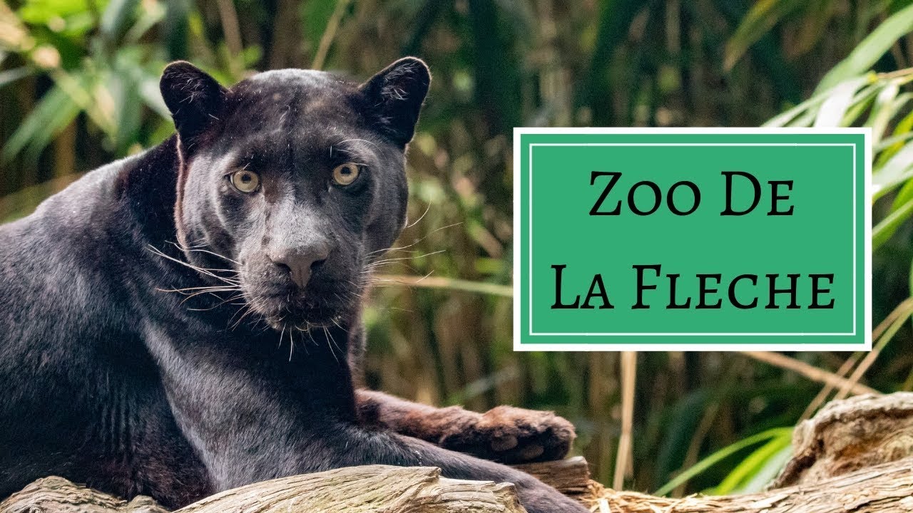 Zoo de la Flèche