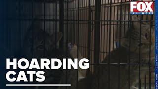 30 Cats Removed From "Hoarding Situation" in Champaign County