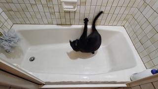 Cat Chasing Tail Hits Head 04.04.2026 #funnycatvideo