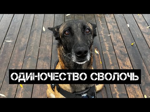 Как приучить буйную собаку оставаться одной в квартире. Собака не может оставаться одна, что делать