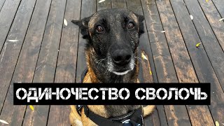 Как приучить буйную собаку оставаться одной в квартире. Собака не может оставаться одна, что делать