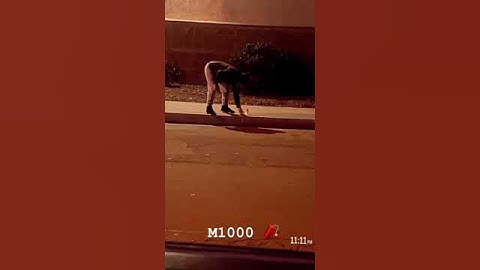 M-1000 firework 🧨 #fireworks #bigbang #loud #m1000