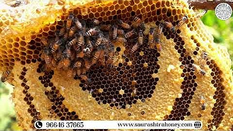 Saurashtra honey bee farm 🐝 HONEY