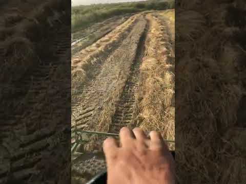 Rice harvesting in Dagestan September 22 #riceharvesting #don1500se
