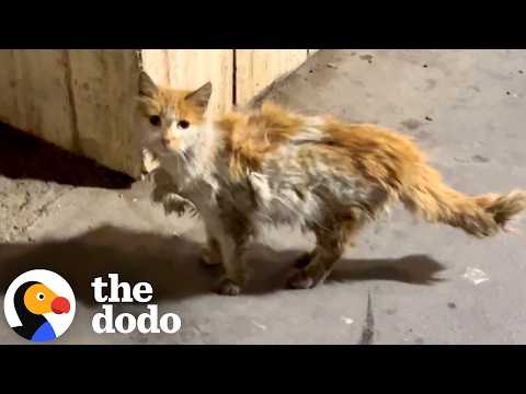 Matted Stray Cat Keeps Going To Pharmacy Until She Finds Help | The Dodo